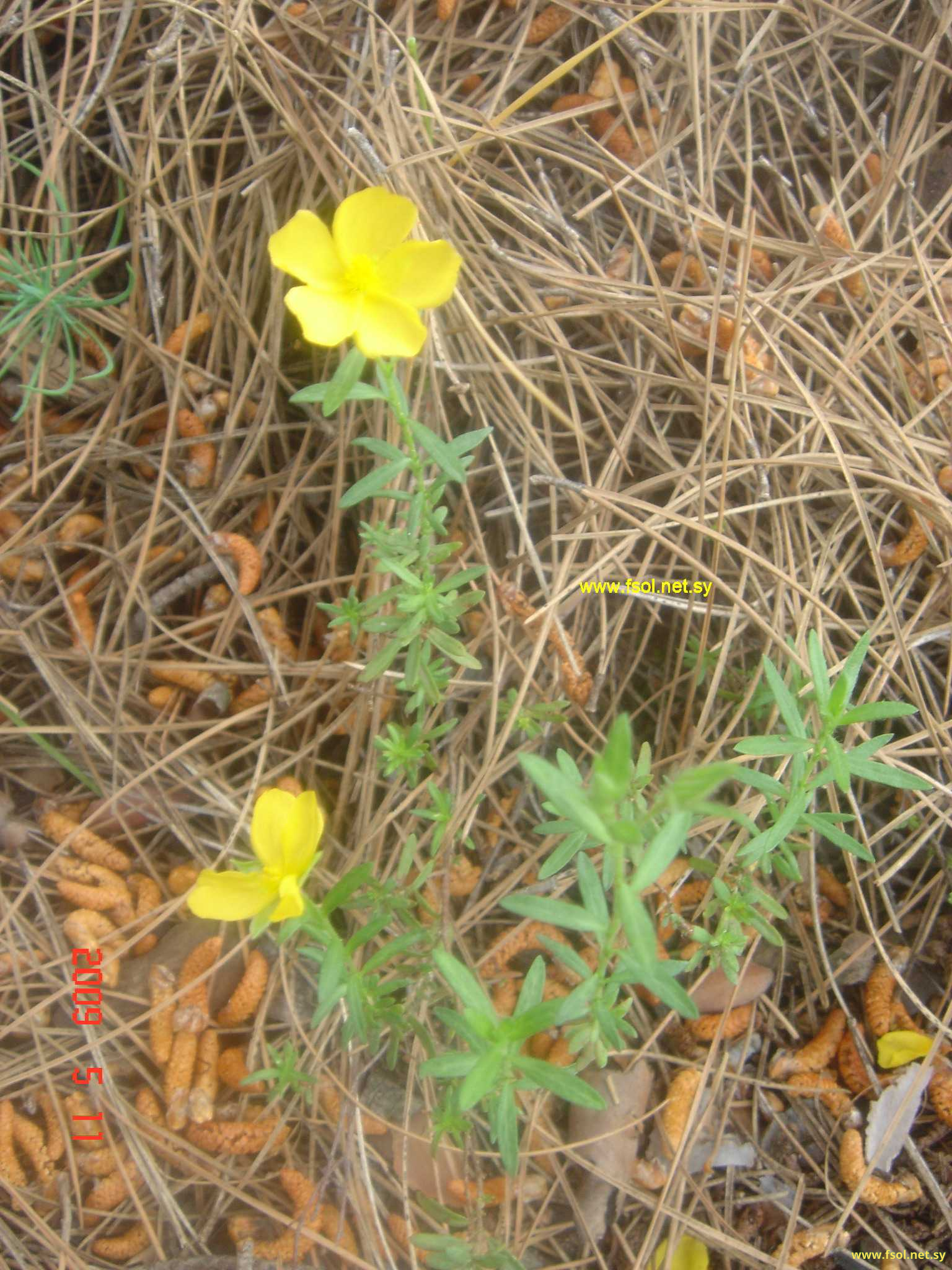 Fumana arabica (L.) Sp.